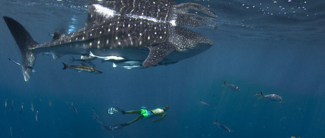 Private Snorkeling Escape – Your Own Island Adventure